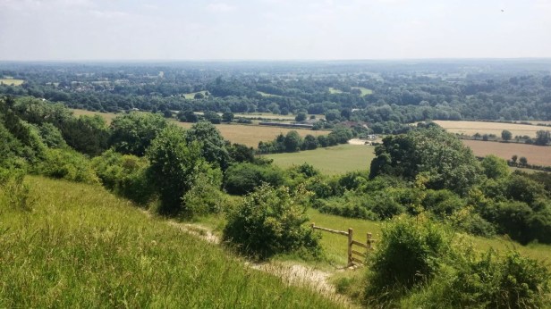 Photo from the top of Box Hill, UK, looking down towards a green valley on a Summer day